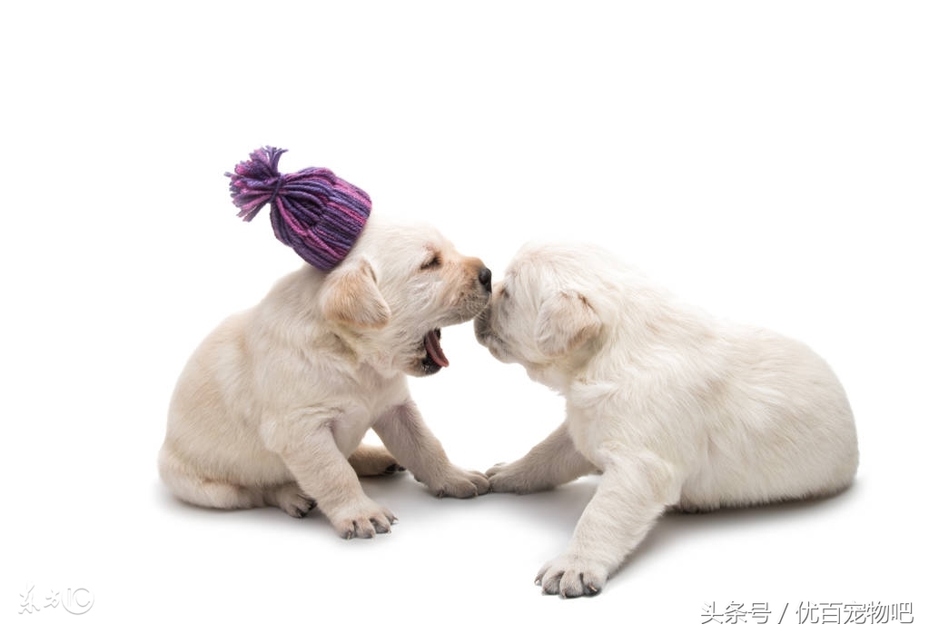 小时候的拉布拉多特别凶怎么办,拉布拉多小时候该怎么养