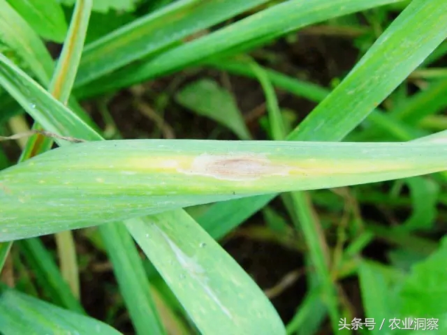 大蒜种植技术与病虫害防治,大蒜的全程种植管理及病虫害防治