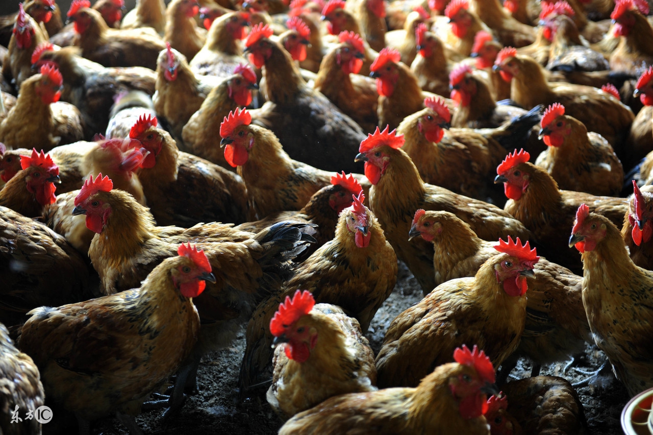 春醋夏蒜养鸡口诀,养鸡顺口溜口诀