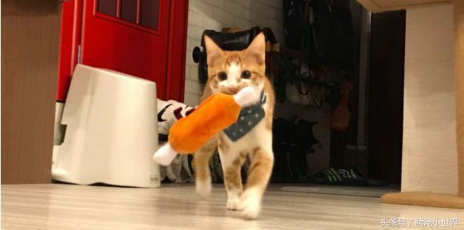 偷吃完拿白袜子来充数？馒头被主子神掉包，妈妈笑到歪腰