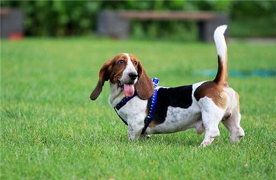 养巴吉度犬关注事项,为什么不建议养巴吉度犬