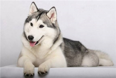 哈士奇怎么养要关注什么,最正确的哈士奇饲养方法