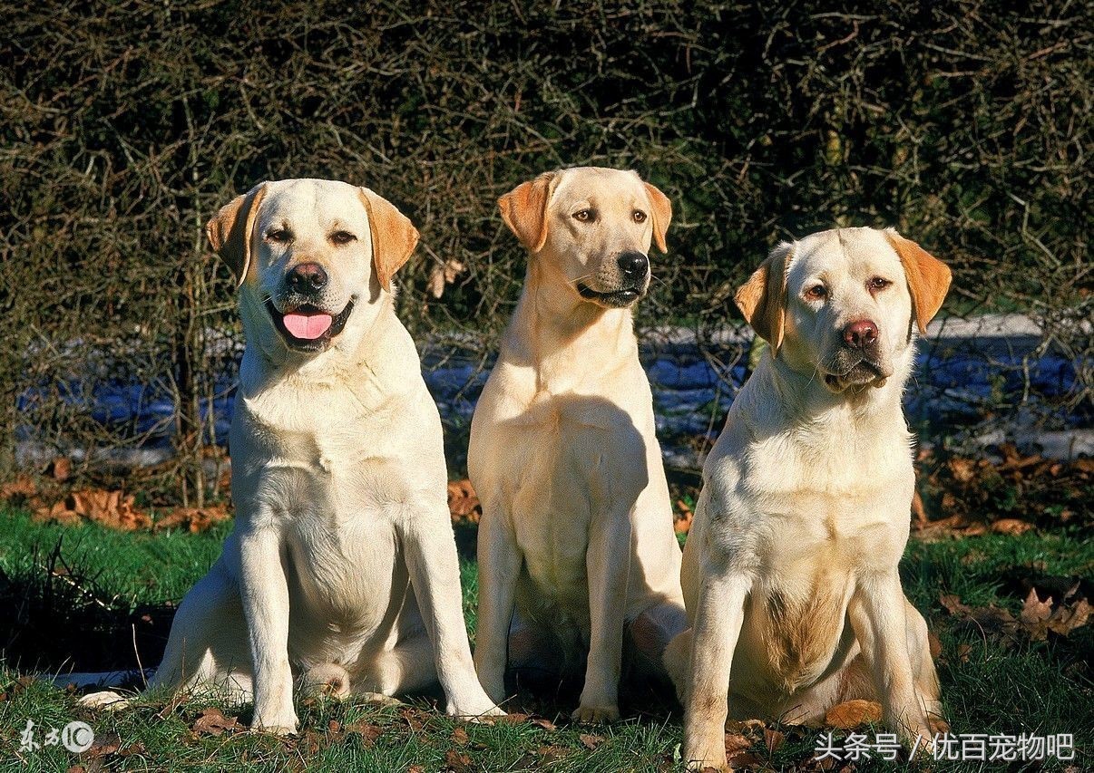 小时候的拉布拉多特别凶怎么办,拉布拉多小时候该怎么养