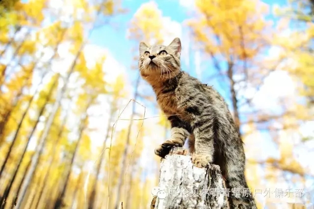 呼伦贝尔旅游自由行攻略,第一次呼伦贝尔自由行