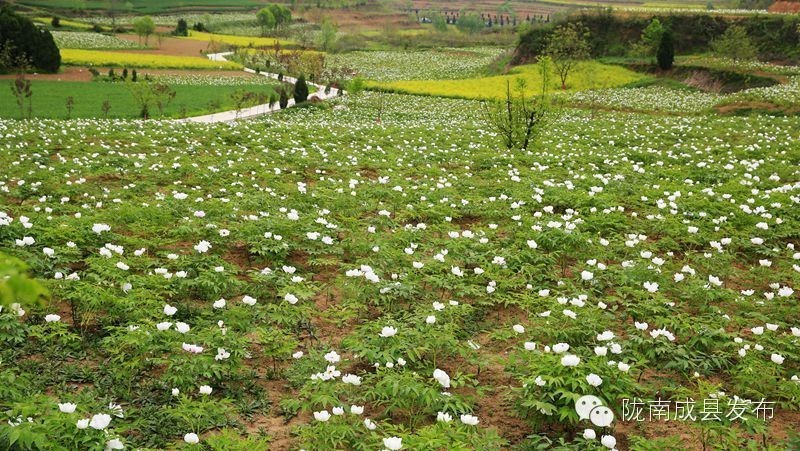 成县二郎牡丹花开,陇南成县花开