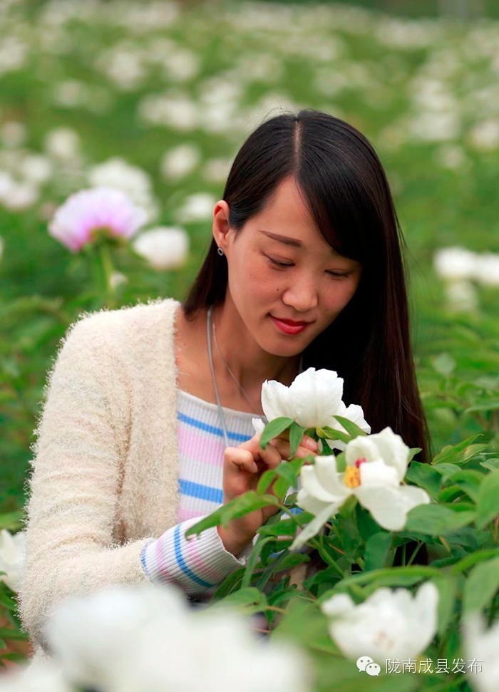 成县二郎牡丹花开,陇南成县花开