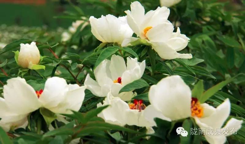 成县二郎牡丹花开,陇南成县花开