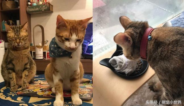 偷吃完拿白袜子来充数？馒头被主子神掉包，妈妈笑到歪腰