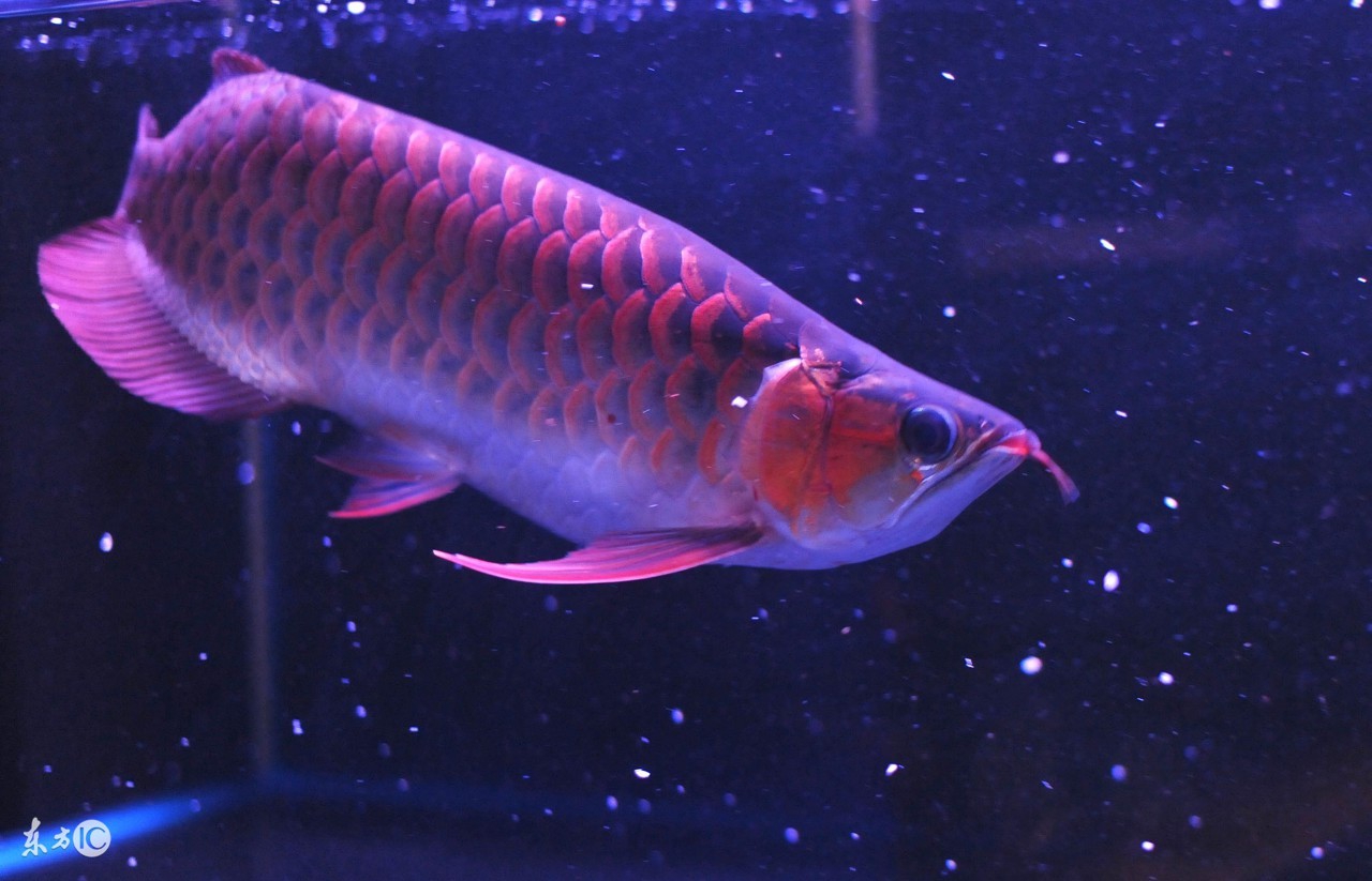 金龙鱼观赏鱼苗公母,龙鱼公鱼母鱼的辨别方法