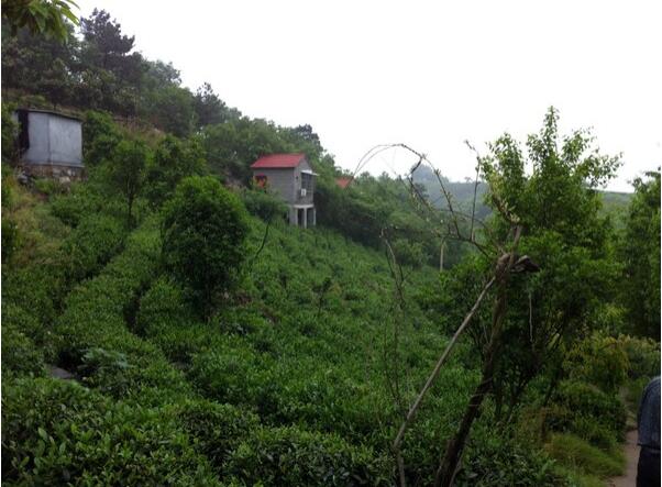 选择信阳最好毛尖茶怎么选,信阳高端毛尖茶冲泡带雾