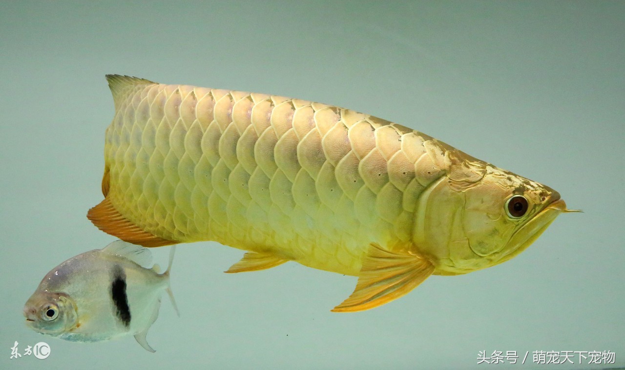 龙鱼预防疾病用什么药,龙鱼眼睛疾病都有哪些