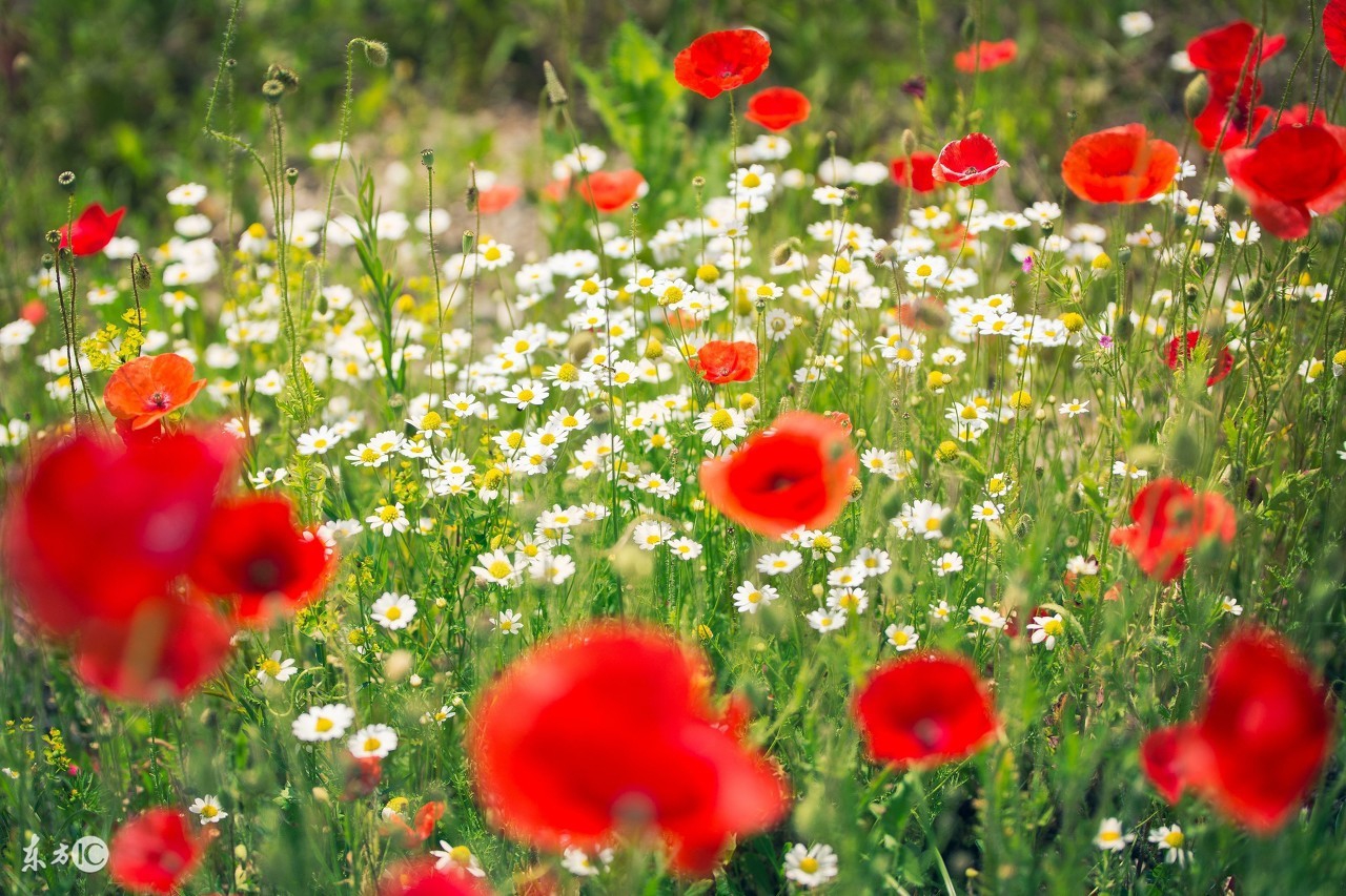 *粟罂**+和尚+人妖，金三角值得你了解更多