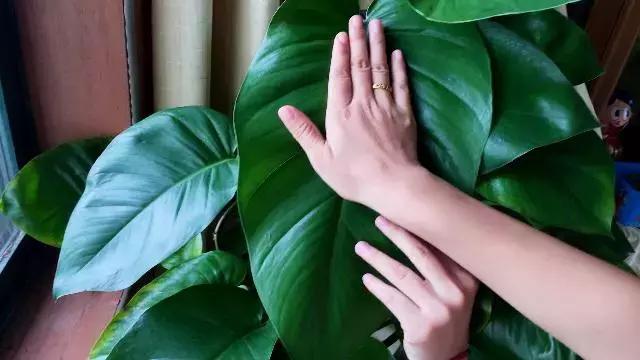 蟹爪兰叶子越来越薄施什么肥,怎样能让花叶子长得好