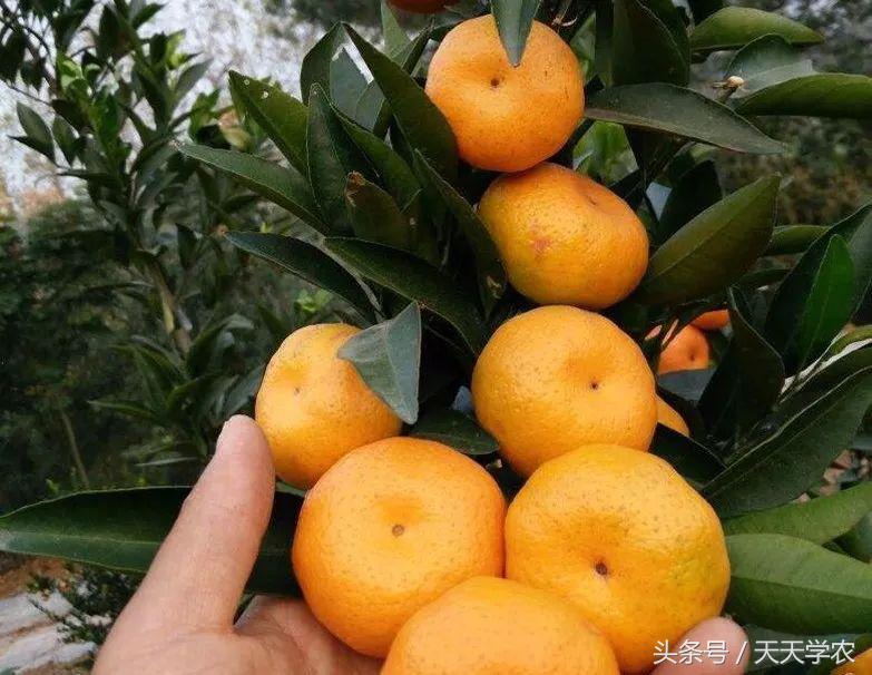 柑橘五大品种的特点和优势,柑橘品种介绍视频