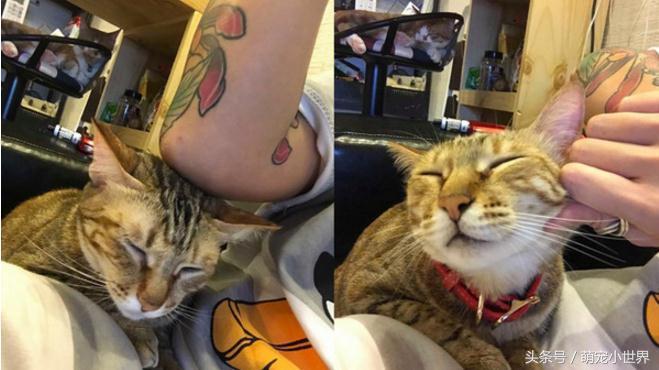 偷吃完拿白袜子来充数？馒头被主子神掉包，妈妈笑到歪腰