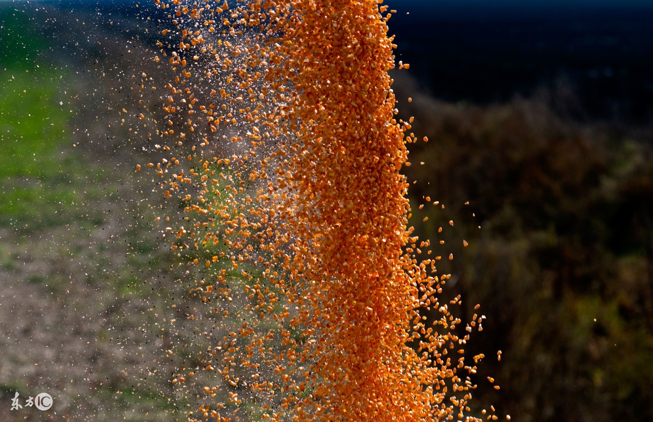 买玉米种子别被这些花样给套路了,购买玉米种避免踩的坑