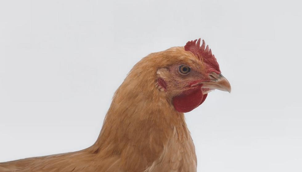 不甘平庸安踏广告,安踏早期广告