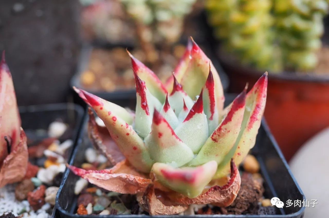 养多肉记住这2点30天长成大胖子,多肉最难伺候的方法