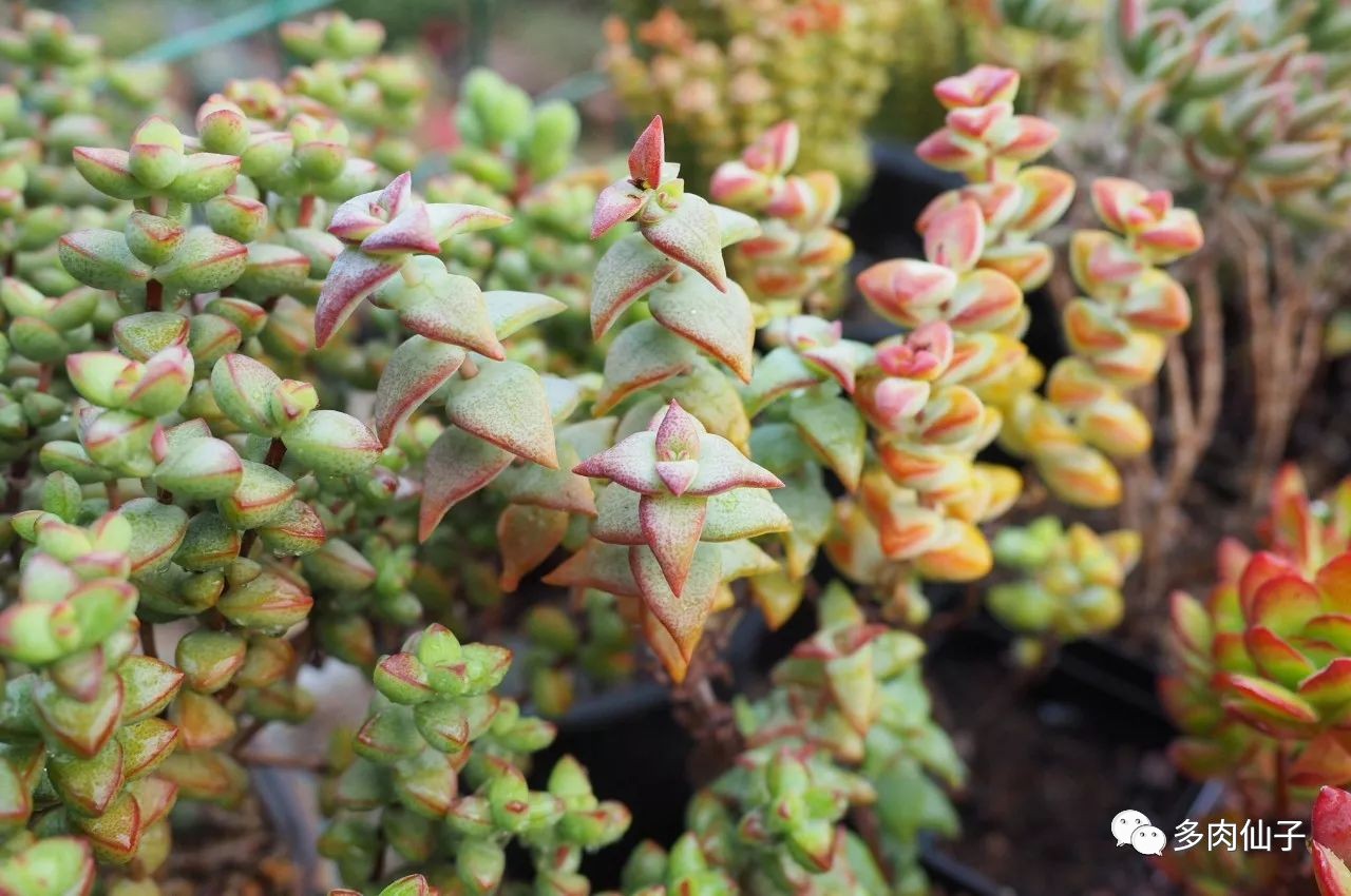 养多肉记住这2点30天长成大胖子,多肉最难伺候的方法