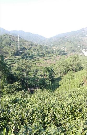 选择信阳最好毛尖茶怎么选,信阳高端毛尖茶冲泡带雾