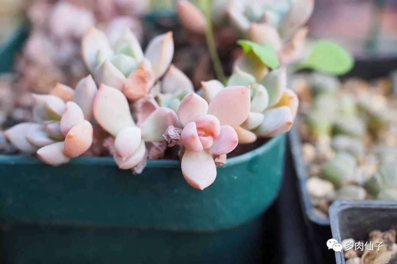 养多肉记住这2点30天长成大胖子,多肉最难伺候的方法
