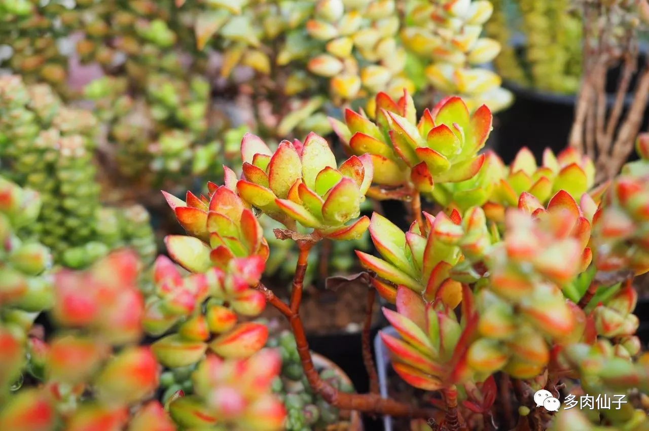 养多肉记住这2点30天长成大胖子,多肉最难伺候的方法