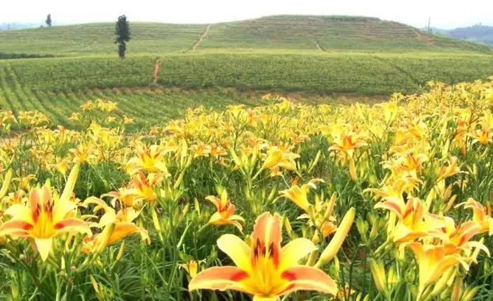 黄亚洲作品欣赏,黄亚洲二胡