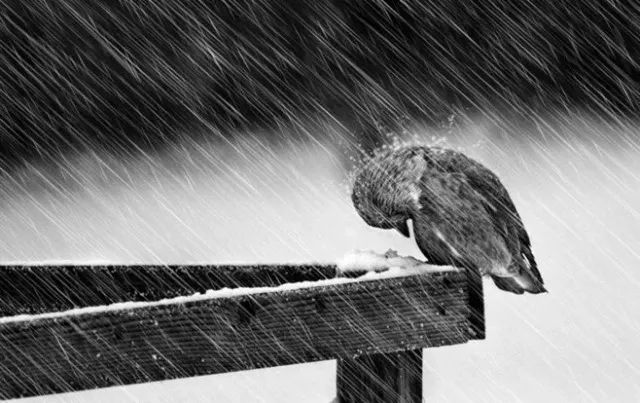 你所期望的坚持，只需要激发内在驱动力的五个原则