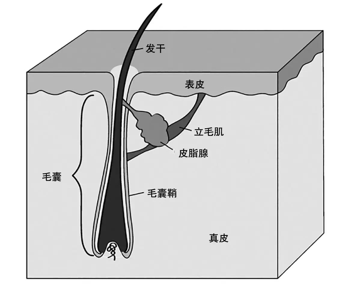 为什么剪头发会感觉不痛,剪头发觉得难看怎么办