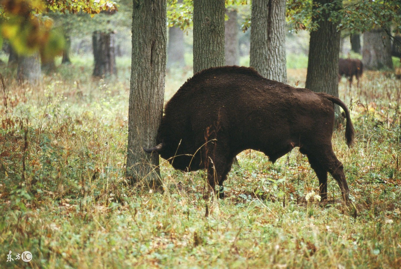 公牛尿道炎怎么治疗,公牛尿道水肿怎么治