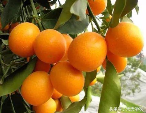 柑橘五大品种的特点和优势,柑橘品种介绍视频