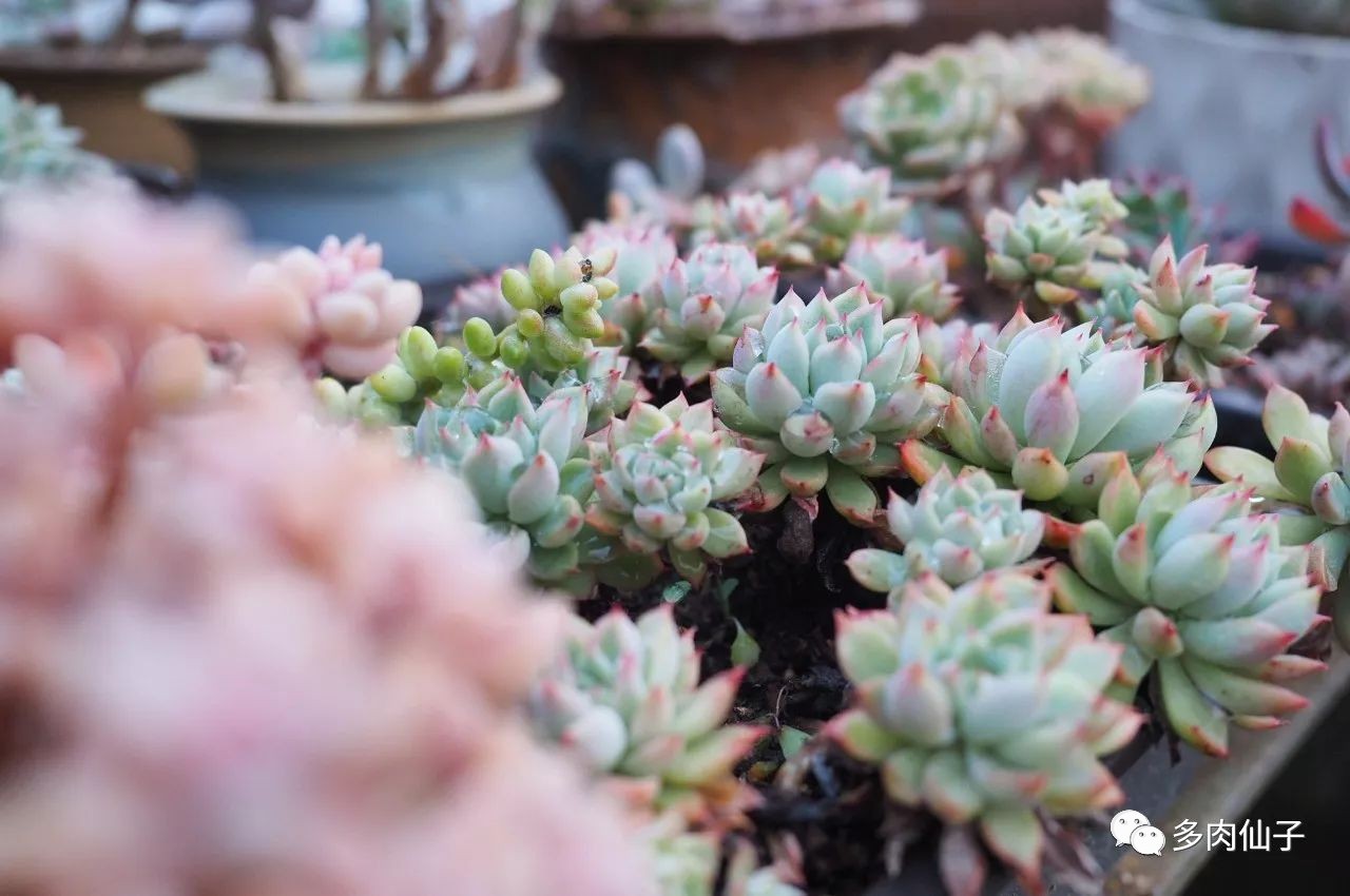 养多肉记住这2点30天长成大胖子,多肉最难伺候的方法