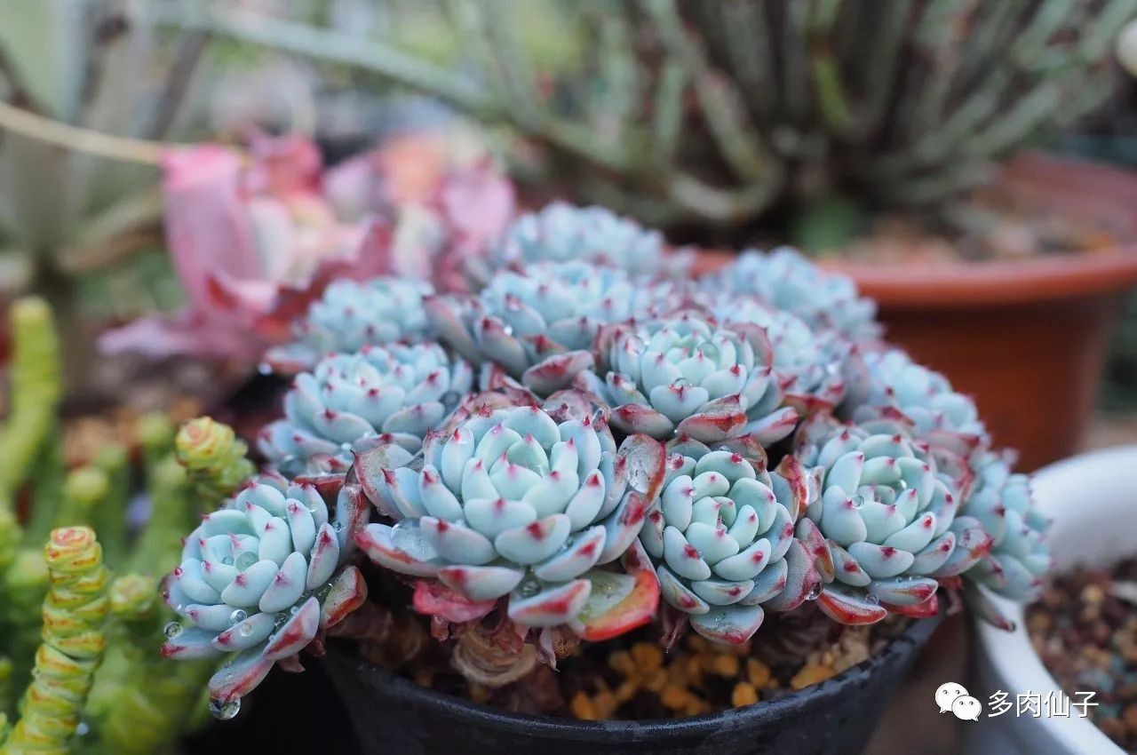 养多肉记住这2点30天长成大胖子,多肉最难伺候的方法