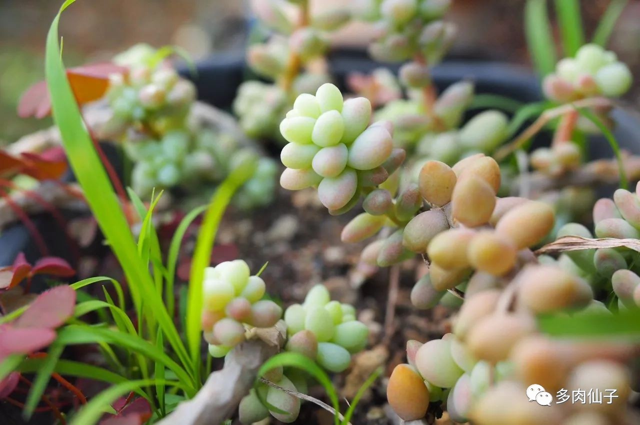 养多肉记住这2点30天长成大胖子,多肉最难伺候的方法