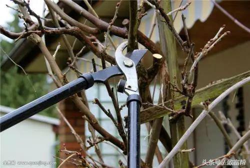 废弃果树怎么处理,废弃的树枝叶可回收吗