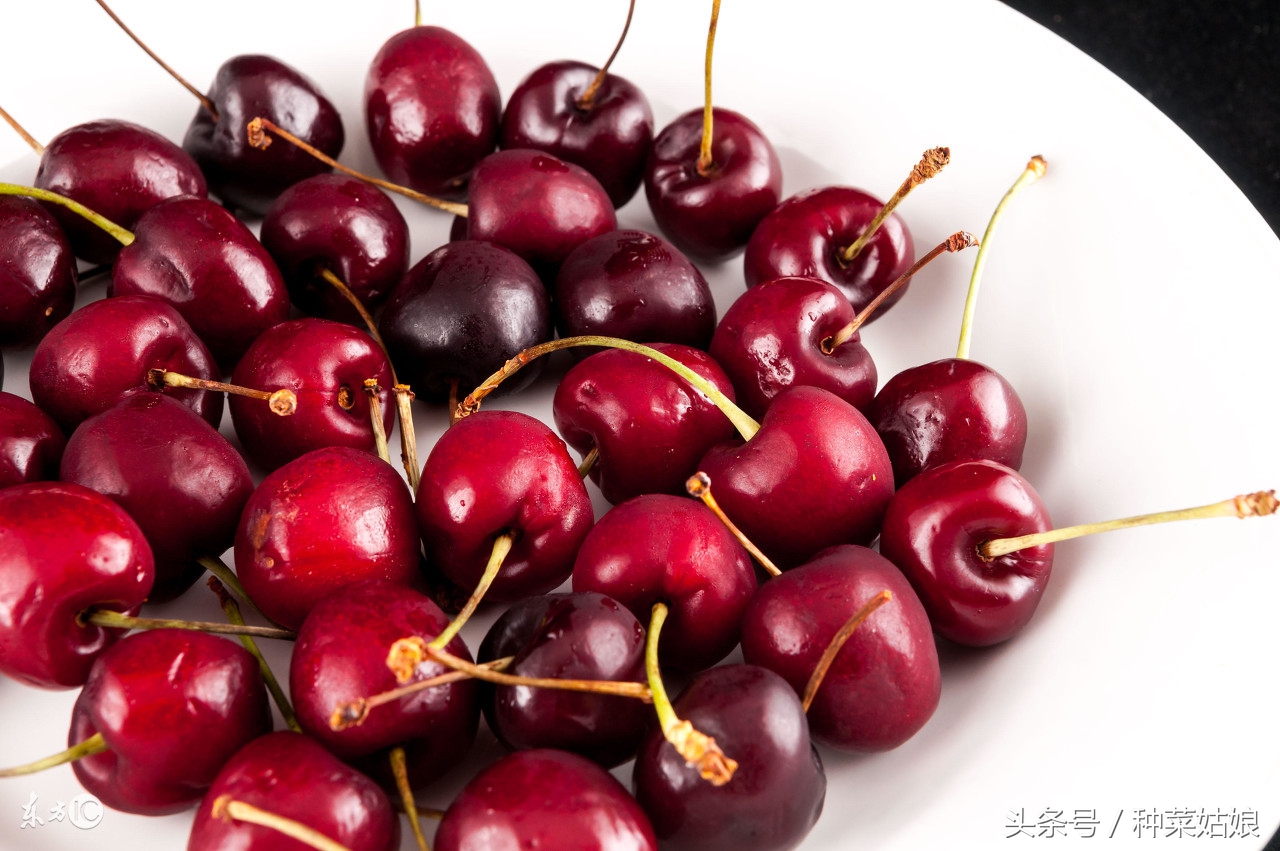 樱桃是怎么种植出来的,人们常说樱桃好吃树难栽