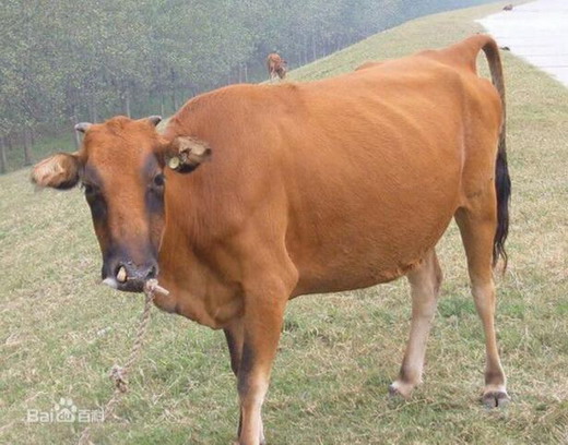 公牛尿道炎怎么治疗,公牛尿道水肿怎么治