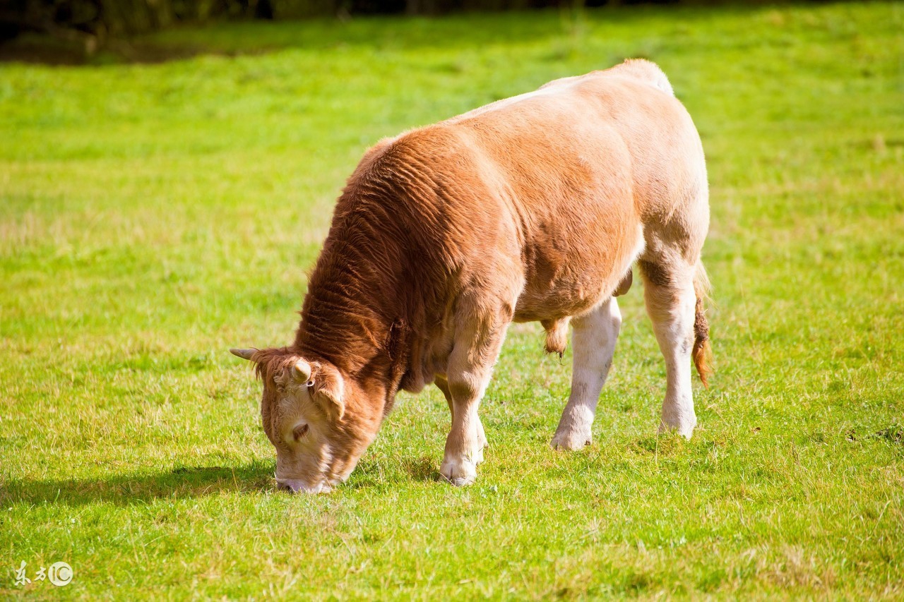 公牛尿道炎怎么治疗,公牛尿道水肿怎么治