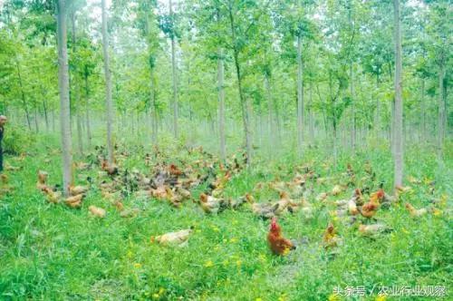 创业致富小型养殖项目,创业小黑板