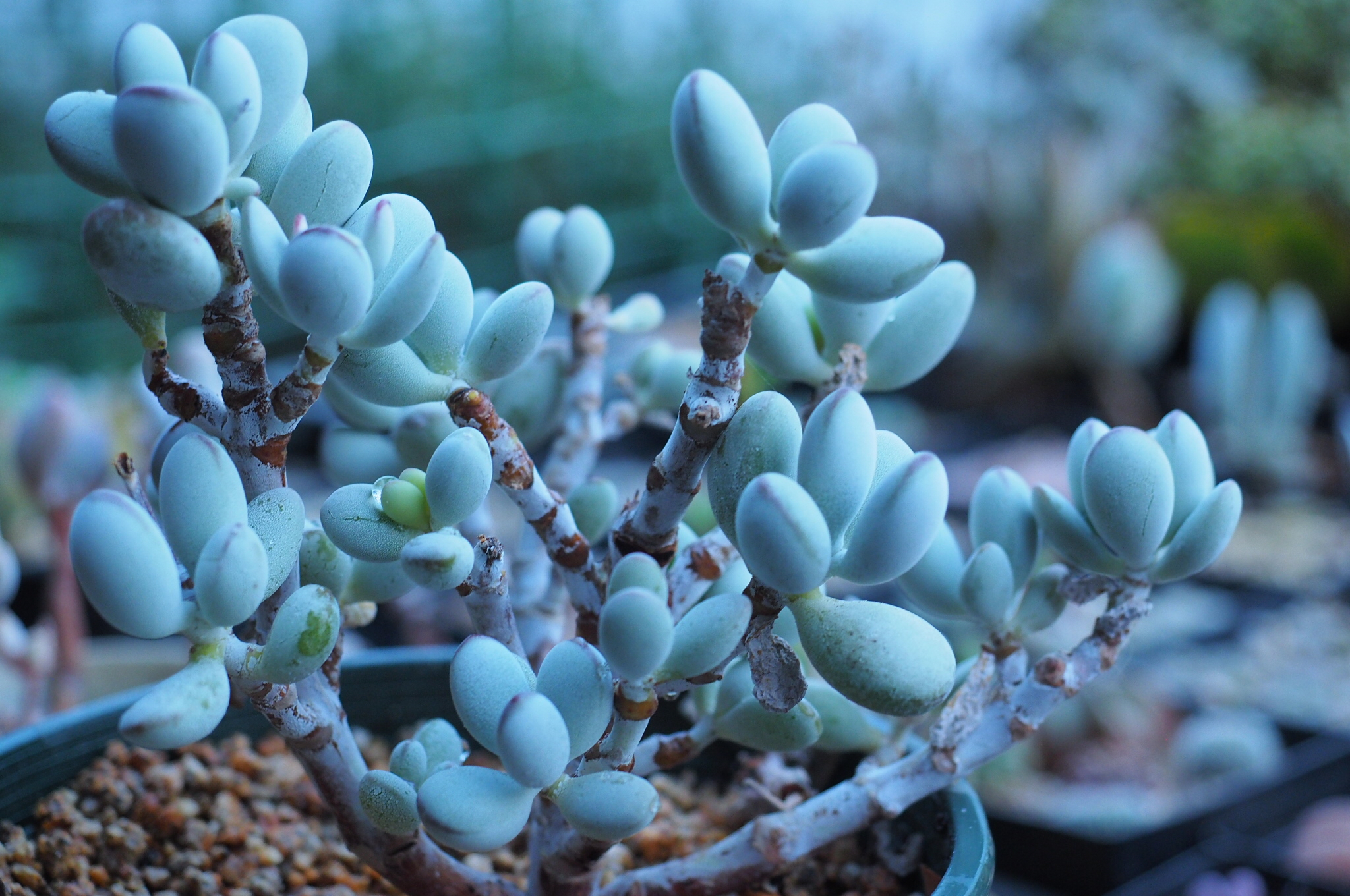 养多肉记住这2点30天长成大胖子,多肉最难伺候的方法