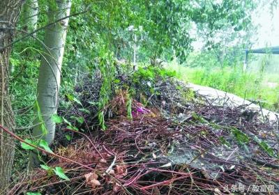 废弃果树怎么处理,废弃的树枝叶可回收吗