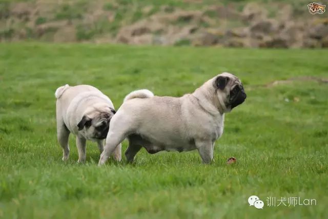 温顺的狗狗突然很躁动是怎么回事,好动的狗突然不动了怎么回事