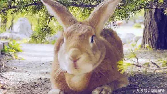 兔子生小兔后怎么照顾,兔兔生小兔有什么表现