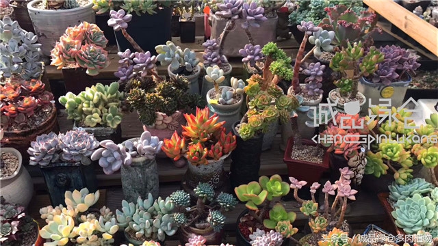 美爆了的韩国多肉植物大棚