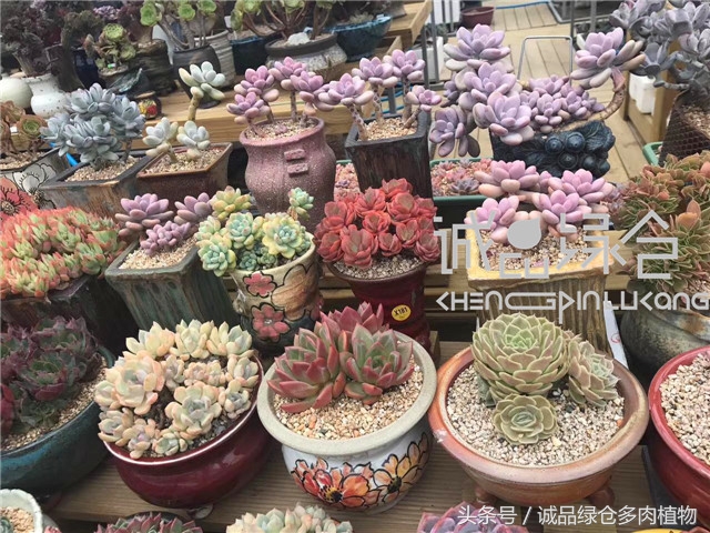 美爆了的韩国多肉植物大棚