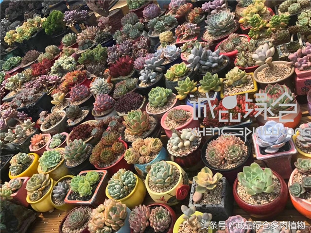 美爆了的韩国多肉植物大棚