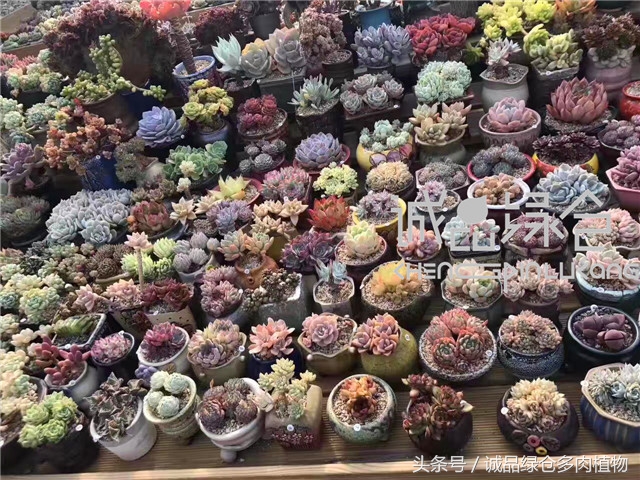 美爆了的韩国多肉植物大棚