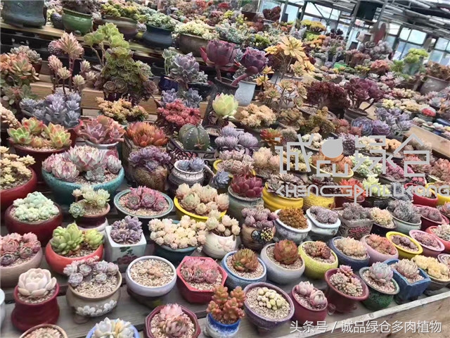美爆了的韩国多肉植物大棚