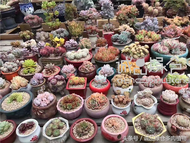 美爆了的韩国多肉植物大棚