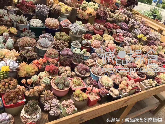 美爆了的韩国多肉植物大棚